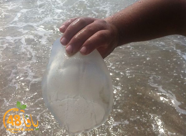 qandeel ba7r (4).jpg.jpg